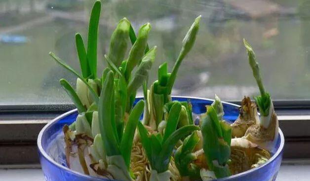水仙花的养护与繁殖（打造美丽的花园——水仙花的栽培技巧）