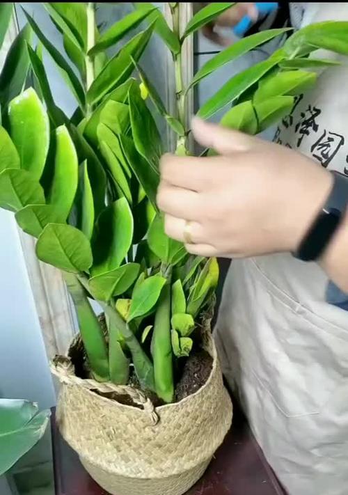 如何养好金钱树盆栽（从栽培到管理全面解析）