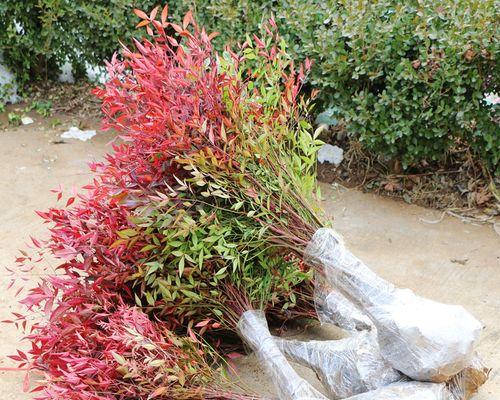 红叶南天竹的养殖方法