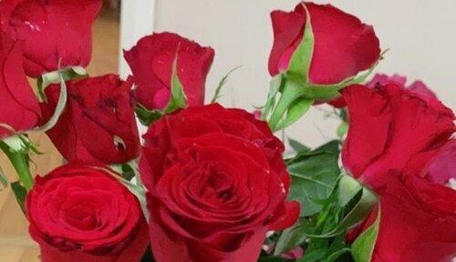 送玫瑰花多少朵合适？（花语不同送花也有讲究，一篇全面解析送花数量。）