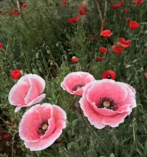 虞美人花的传说与花语（一朵芬芳的传奇之花）
