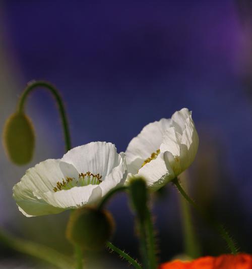 虞美人花的传说与花语（一朵芬芳的传奇之花）