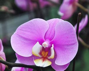 紫色泰国洋兰的花语与意义（探秘泰国洋兰的神秘之处）