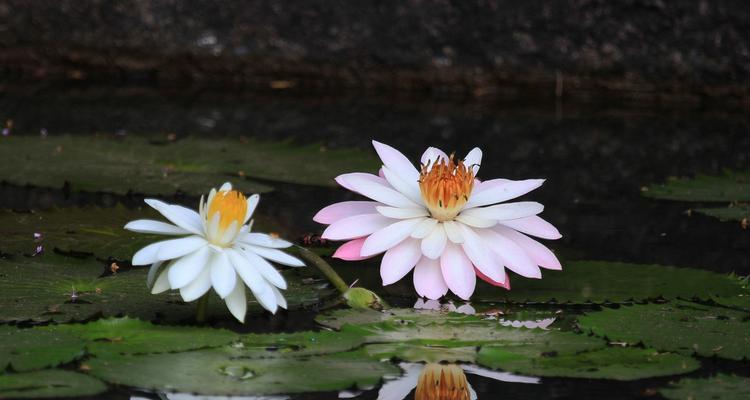 紫睡莲花语（紫睡莲花语的深刻内涵与传达）