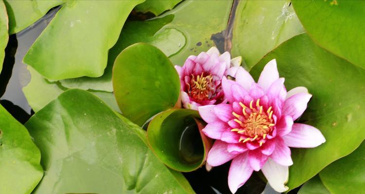 紫睡莲花语（紫睡莲花语的深刻内涵与传达）