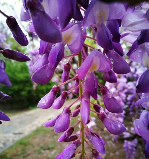 紫藤花的花语与传说（探寻紫藤花的象征与故事）