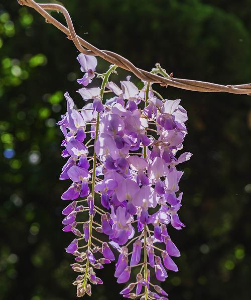 紫藤花的花语与传说（探寻紫藤花的象征与故事）