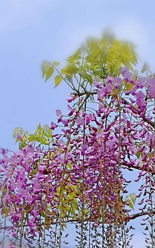 紫藤花的花语和香味探秘（领悟紫藤花的神秘语言，感受花香的独特魅力）