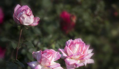 紫月季花语之美——探寻花朵的心灵密码（解读紫月季花的神秘意义，透视自然的奥妙）