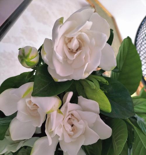 栀子花（花开四季，祈愿幸福绽放）