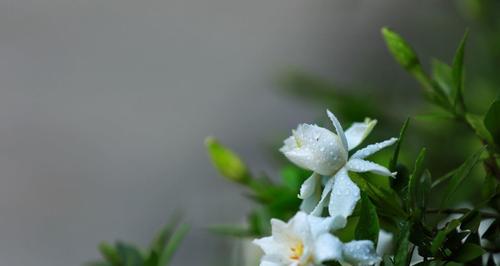 栀子花（花开四季，祈愿幸福绽放）