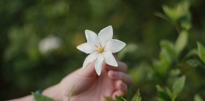 栀子花的开放之美（栀子花盛开的象征与意义）