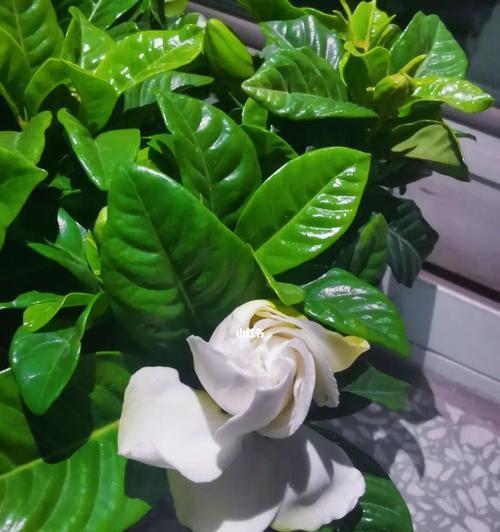 栀子花的开放之美（栀子花盛开的象征与意义）