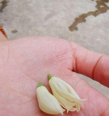 白兰花（花开芬芳，愿你拥有纯洁与幸福的生活）