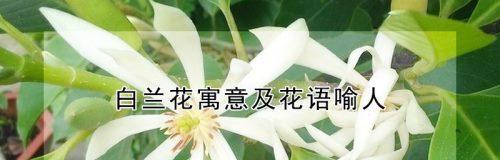 白兰花的寓意与花语（探寻白兰花的寓意，揭示花语之美）