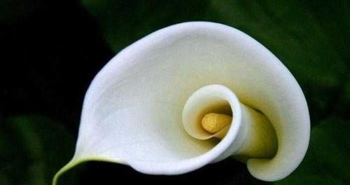 白色莲花的花语与象征意义（以纯洁与启示为主题的白色莲花）
