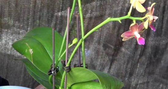 如何科学养护蝴蝶兰（以蝴蝶兰花期过后为例，带你打造优美兰花花环）