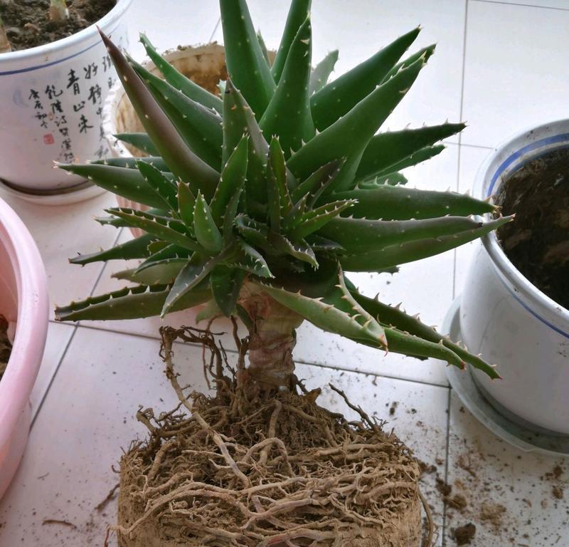 芦荟如何扦插生根（打造自己的芦荟园，快乐享受芦荟带来的健康）