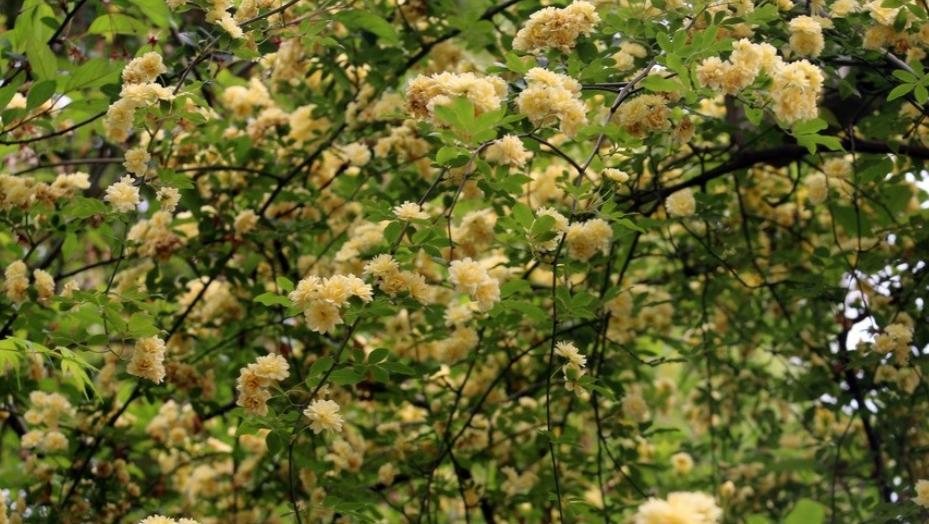 木香花的生态价值与种植限制（为什么不能轻易地种植木香花？）