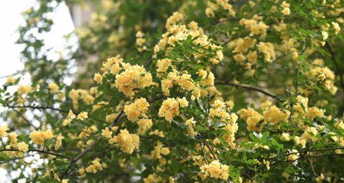 木香花的生态价值与种植限制（为什么不能轻易地种植木香花？）