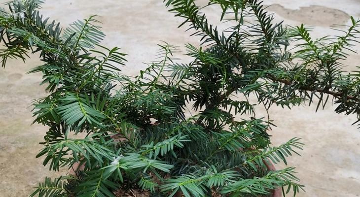 红豆杉的养殖方法（掌握红豆杉的生长环境与养护技巧）