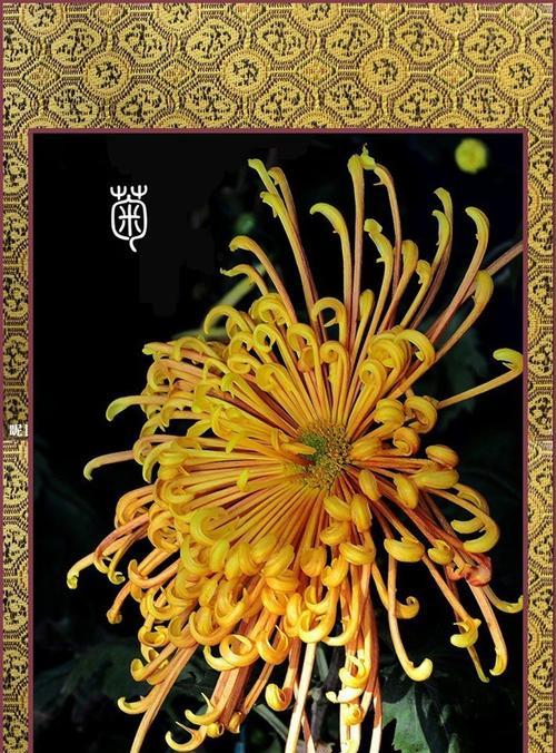 梅兰竹菊的象征意义（传统文化中的四君子花，寓意深远）