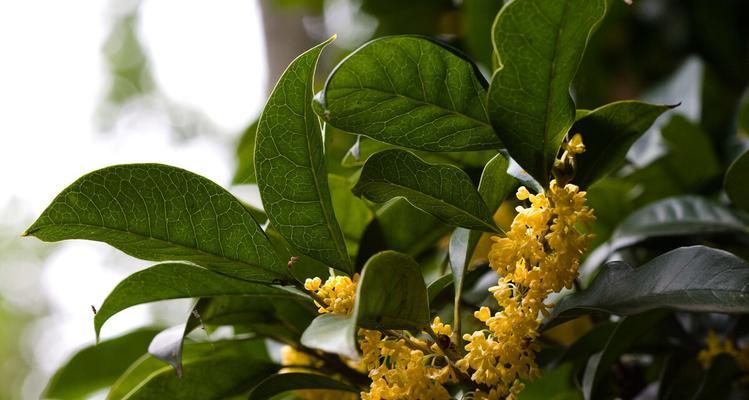 养护桂花树的秘诀（教你如何让桂花树长势喜人）