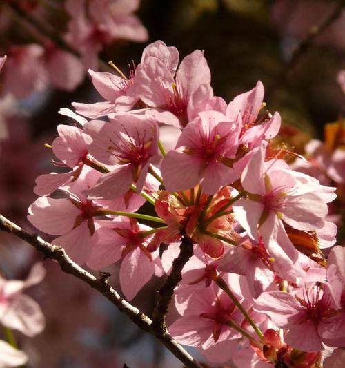 日本樱花盛开季节（走进樱花园，感受日本春天的美好）