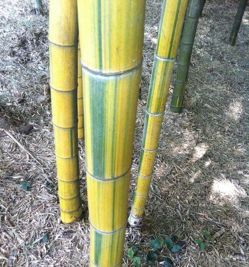 毛竹的种植技巧（以提高产量为目的的种植方法）
