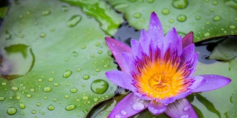 如何养护美丽的紫色睡莲（打造迷人水上花园，紫色睡莲关键在于这一点）
