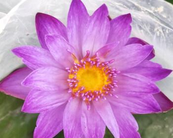 如何养护美丽的紫色睡莲（打造迷人水上花园，紫色睡莲关键在于这一点）