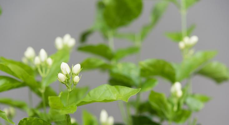 探秘茉莉花的特点（从花朵到香气，一步步了解茉莉花的魅力）