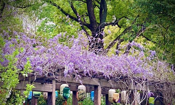 浪漫紫藤花开的时节（探秘紫藤花花期及欣赏方式）