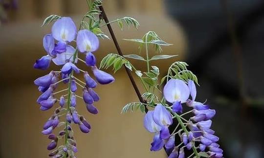 浪漫紫藤花开的时节（探秘紫藤花花期及欣赏方式）