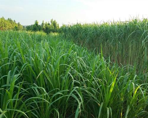黑麦草播种时间及注意事项（了解黑麦草的生长特点，科学选取播种时间）