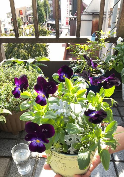 春季家庭养花指南（掌握花卉种植技巧，让家里变成花园）