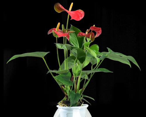 净化空气的花——打造舒适环境的绿色生机（探索适合室内种植的净化空气花卉，让空气更健康！）