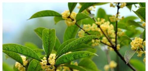 如何栽培一棵茂盛的桂花树（从选地到施肥，教你打造一片桂花芬芳的园林）