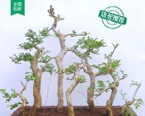 节白蜡树盆景的养护方法（打造美丽盆景，让节白蜡树长得更健康美丽）