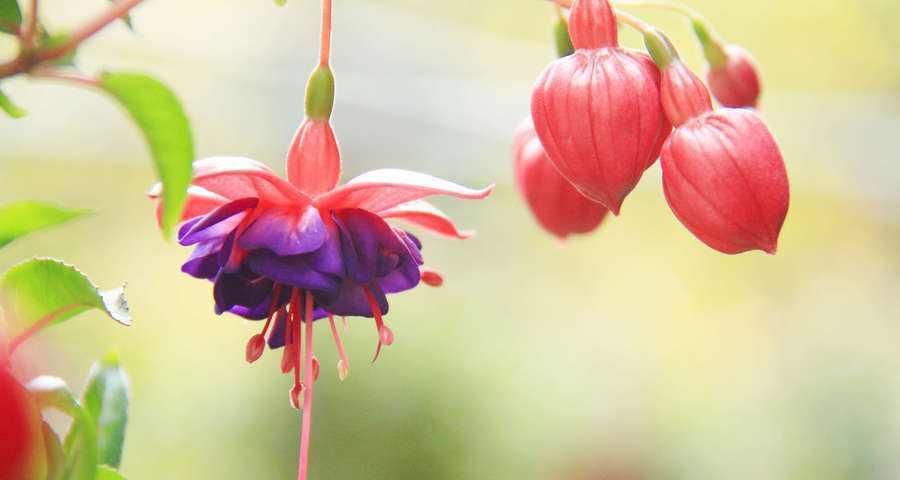 灯笼花的种植与养护（打造漂亮花坛，享受鲜花香）