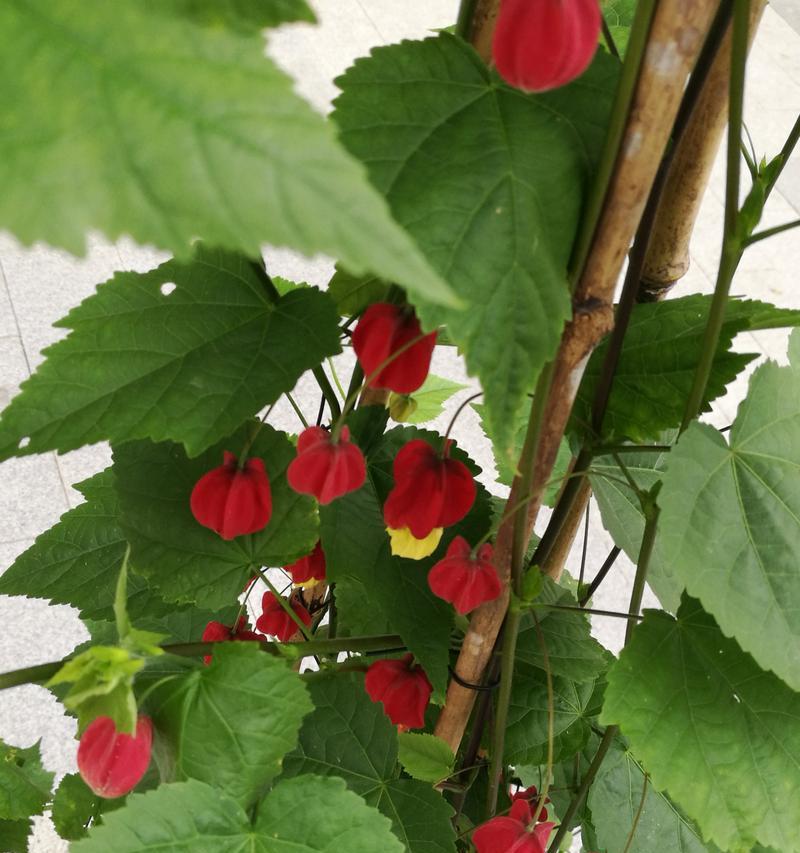 灯笼花的种植与养护（打造漂亮花坛，享受鲜花香）