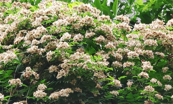 木香花的生长周期与花期（一年四季都有木香花开放，你了解多少？）