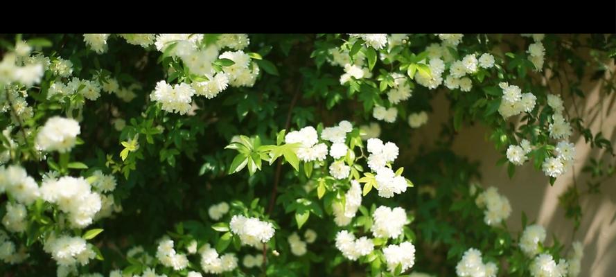 木香花的生长周期与花期（一年四季都有木香花开放，你了解多少？）