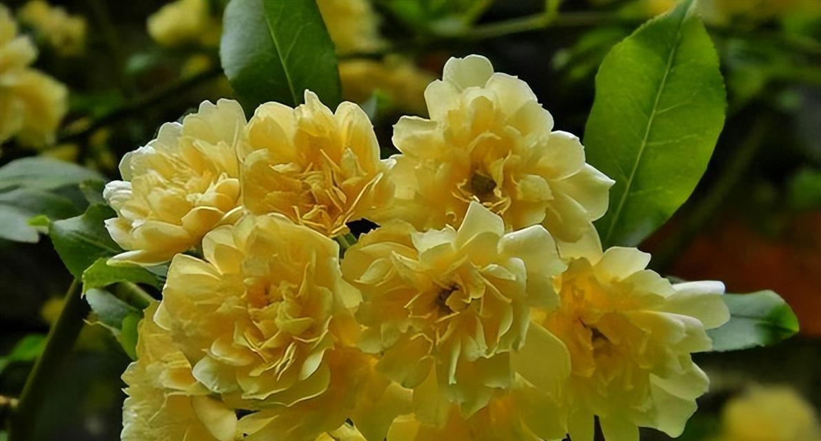 木香花的生长周期与花期（一年四季都有木香花开放，你了解多少？）