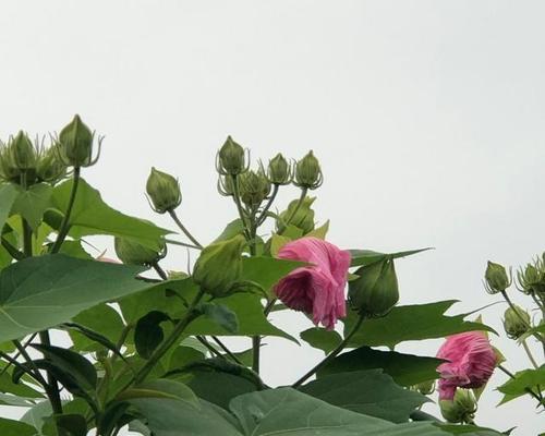 芙蓉花叶片水培技巧（让您的芙蓉花长势更佳）