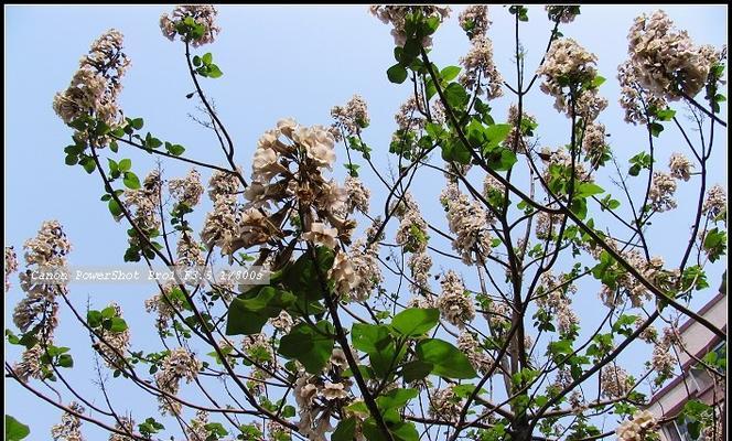 泡桐与梧桐的区别（相似而不同，从树叶到花果，一探两种桐树的差异）