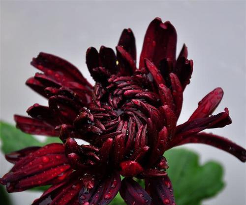 赏菊之乐——菊花种类大览（各具特色的十种菊花品种展示，让你在秋日更添欢愉）
