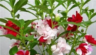 如何种植凤仙花种子（从选购到养护全程指南，让您轻松培育美丽凤仙花）