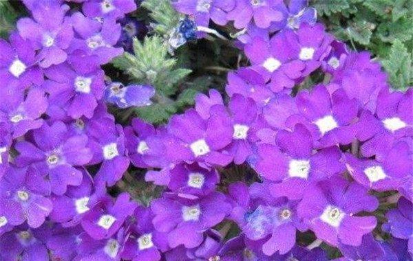 紫色花海，浪漫之旅（以紫色花卉为主题的花海赏花之旅）