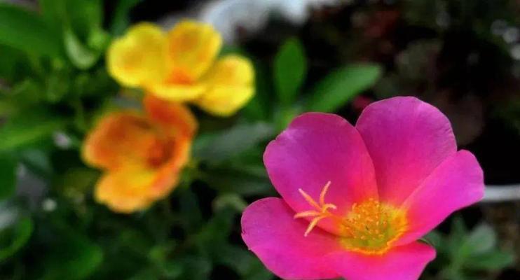 夏季盛开的花——品味美丽花海（认识8种夏季开花的名贵花卉，释放你的感官）